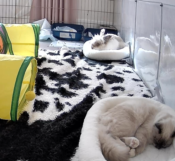 RealCryptoFace's tweet photo. Does your bunny get his own room in your house?
Mine does.
This is Gucci (aka Guccimo) https://t.co/k6WhA0HXbh