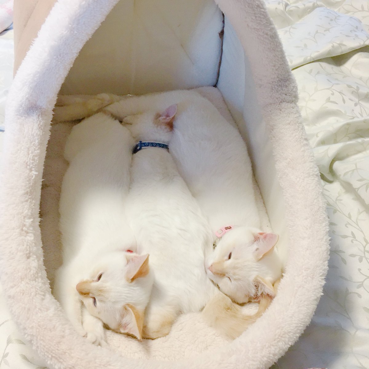 calalacat's tweet photo. 白いもちもちを3つ育てていたら、
こんがり焼き色がつきました。

大きくなったなぁ…🍞🍞🍞

#猫のいる暮らし https://t.co/mTd1Gx9K4k