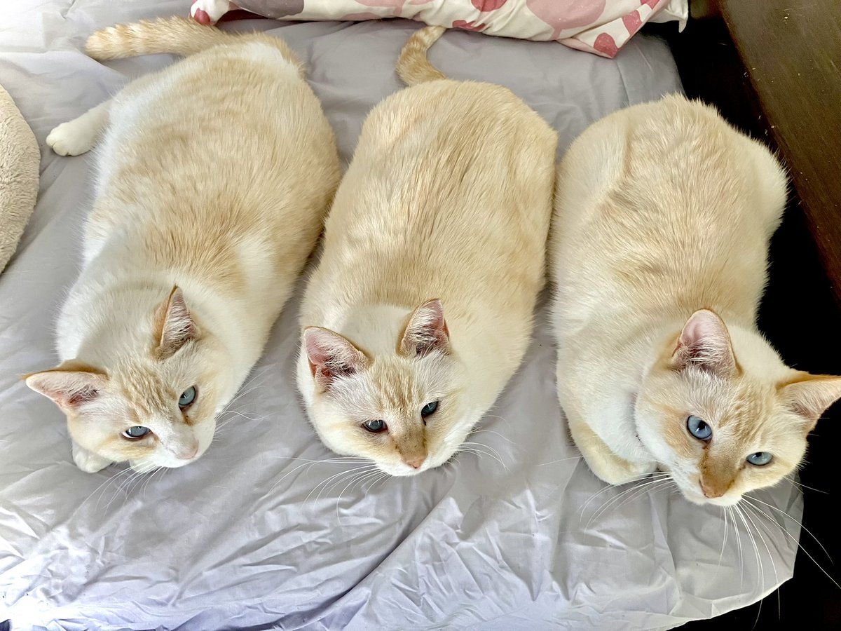 calalacat's tweet photo. 白いもちもちを3つ育てていたら、
こんがり焼き色がつきました。

大きくなったなぁ…🍞🍞🍞

#猫のいる暮らし https://t.co/mTd1Gx9K4k