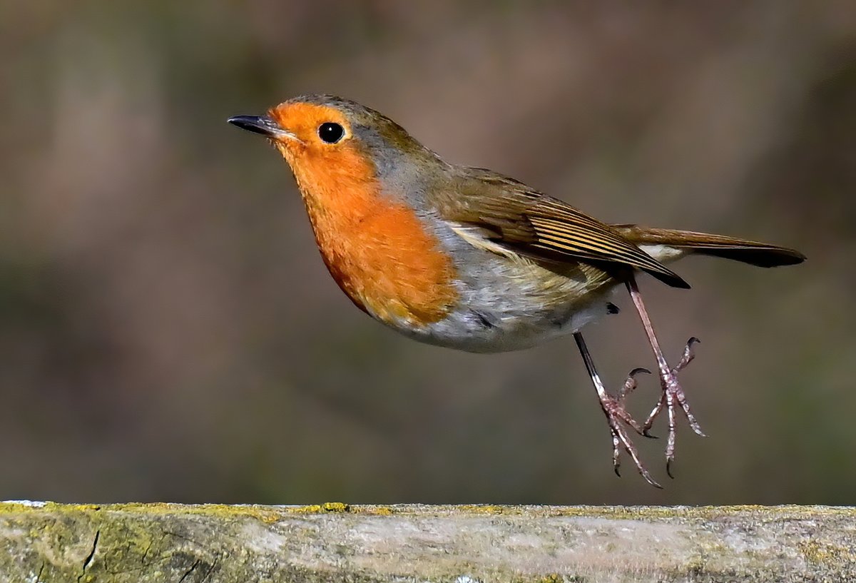 CarlBovisNature's tweet photo. Robin on the move! 😀😍🐦 https://t.co/mFbFmycMLd
