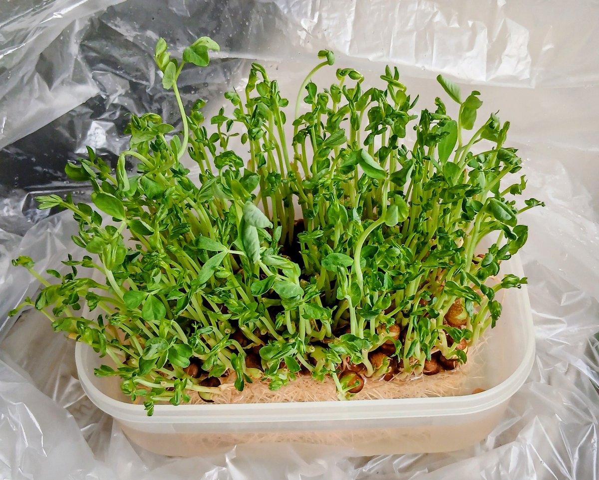 guranma3535's tweet photo. @FMPOCO わが家の
豆苗リサイクル🌱
元値90円
🌱👛45円と考えるか
🌱👛90円とタダと
　　  思うか…🤭 https://t.co/Aq71Wha0bb