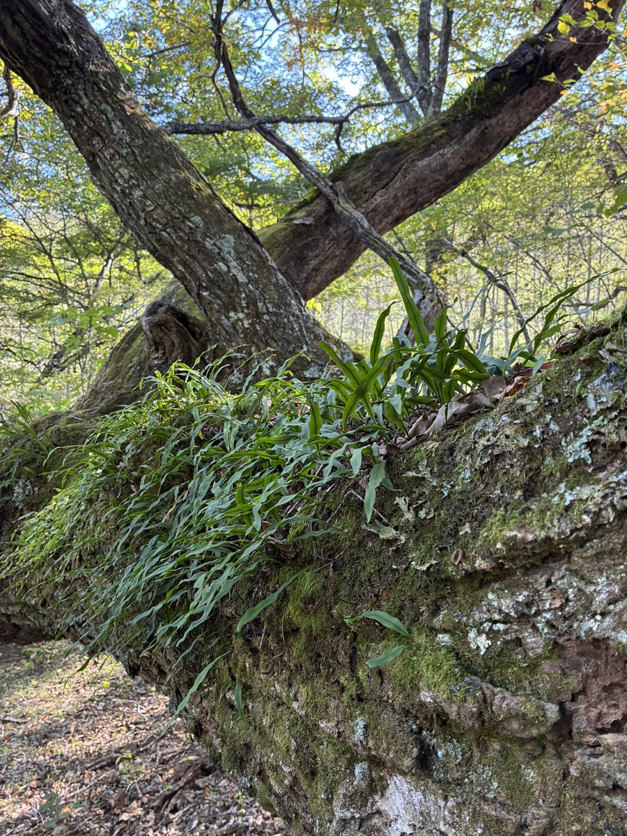 oRHYNkWVjZ26583's tweet photo. A giant tree from a recent forest walk. 🌲
#ThickTrunkTuesday #ForestWalk #OldTree https://t.co/5pOLMpu4uz