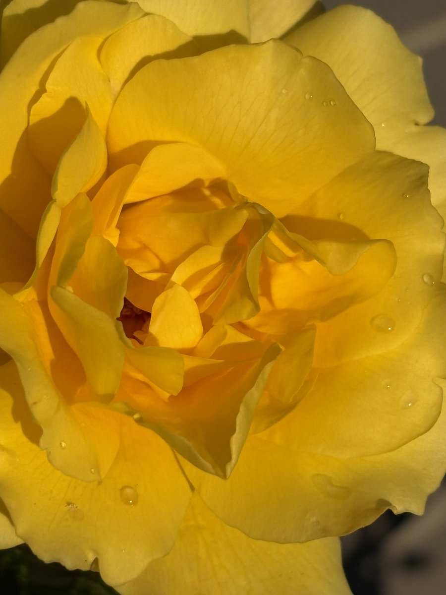 memorydrum's tweet photo. @Sam_Alexandra23 #Nature #Flowers #yellowrose https://t.co/HpQEYcEFOm