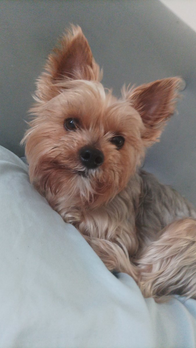 nngusnn's tweet photo. Miren a mi perrito uwu https://t.co/VAfwKj6fvl