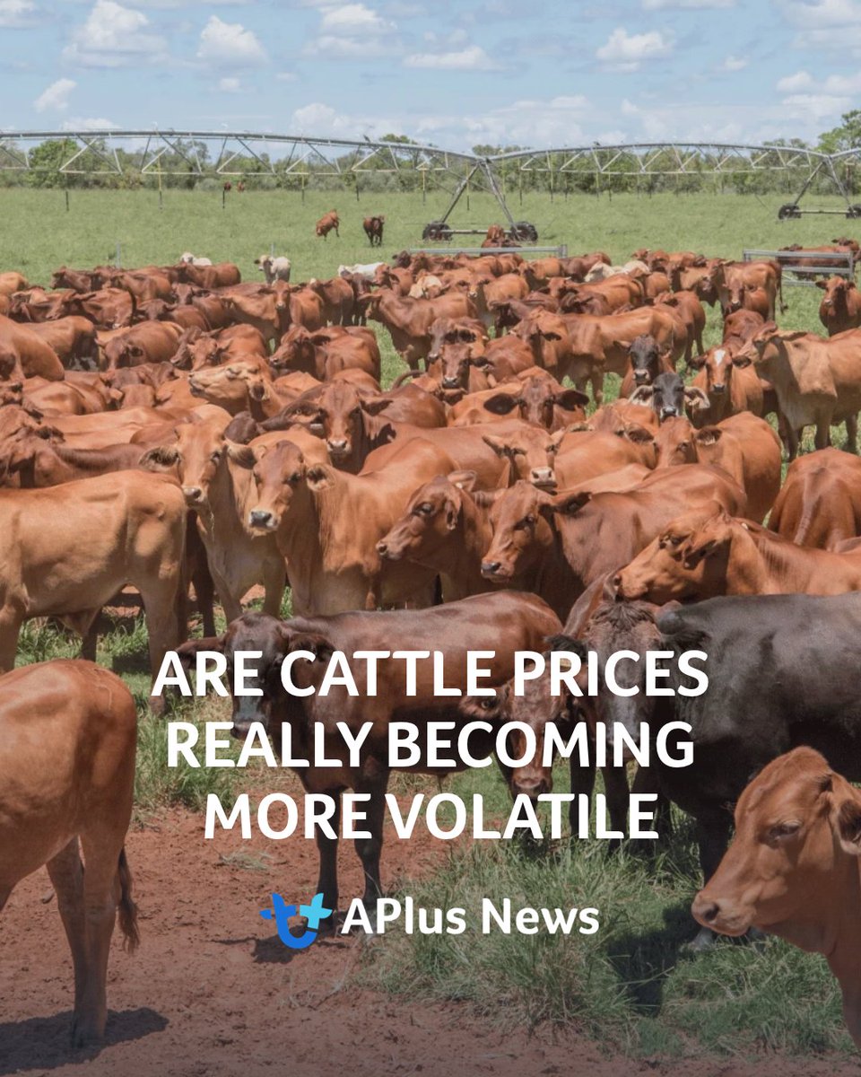 AuctionsPlus's tweet photo. There is a growing perception that Australian cattle prices are becoming increasingly volatile, with larger price swings becoming a more prominent feature of the market, writes Matt Dalgleish.

READ ARTICLE: https://t.co/HlzvvYOXGC https://t.co/aUfZlxqFbm