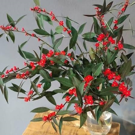 keisama5744's tweet photo. おはようございます😊
ユーフォルビア・フルゲンス　トウダイグサ科
花言葉「良い仲間」「協力を得る」
花色は赤、黄、オレンジ、白、ピンクなど5枚の花びらは苞と呼ばれ中にある花弁を保護する役割がありますつややかな小花と緑の葉に映える鮮やかな色彩が特徴です開花11～1月（写真引用） https://t.co/BFbeE5RGR5