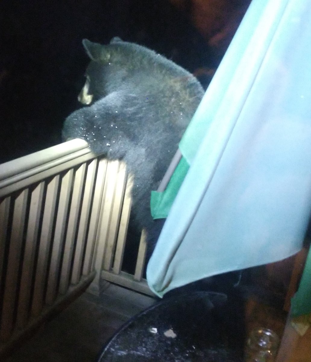 MyODFW's tweet photo. Be BearWise: the black bear fall eat-a-thon is on https://t.co/8PrBkpmU38 https://t.co/qDlH7VQ4zG