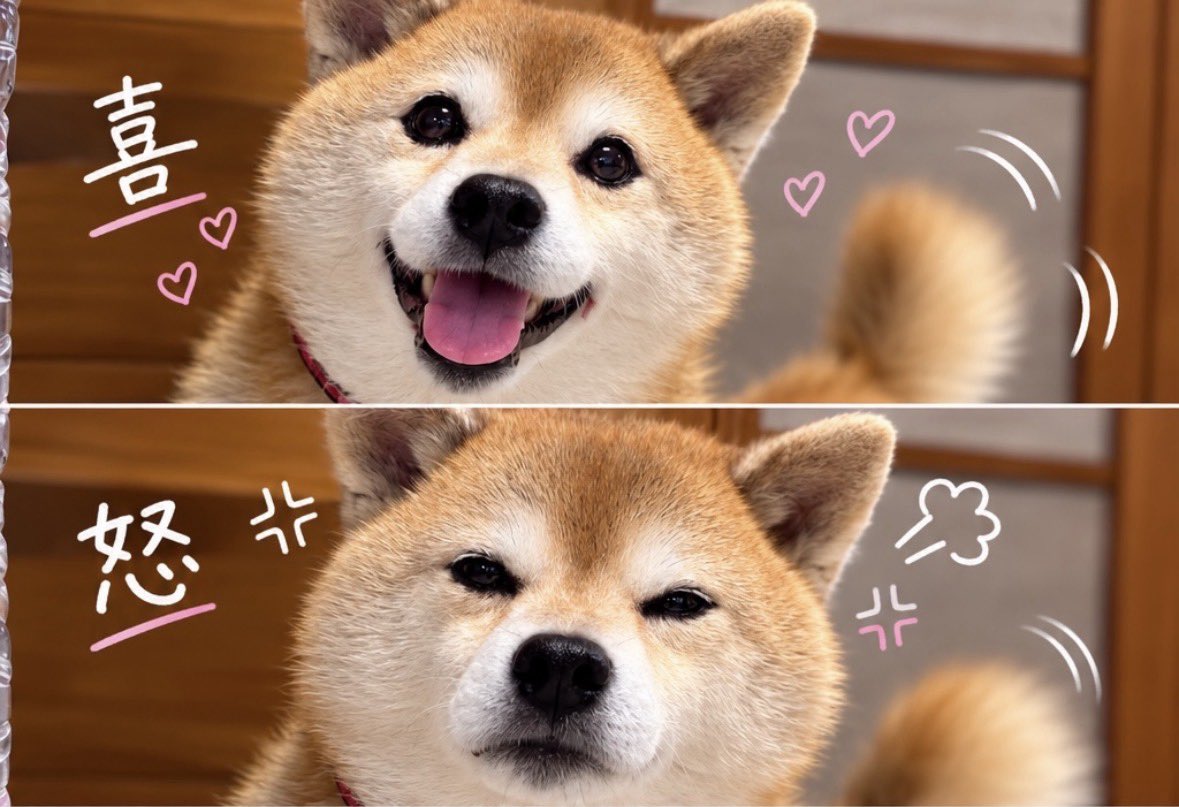 diary09998120's tweet photo. えまのプリクラ！作ってもらったよ！🐕
口元のイボを消してもらった~✨🐾
#柴犬 https://t.co/Mc20AEcl5l