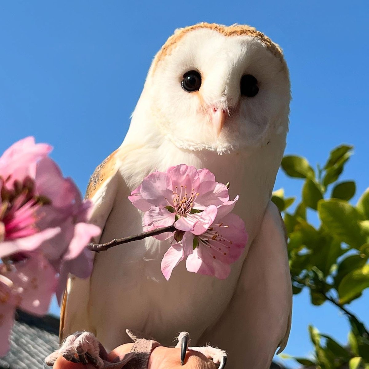 birdscolour56's tweet photo. This little owl really said, “Stop and smell the flowers.” 🌸🦉 https://t.co/nASmkDYCwY