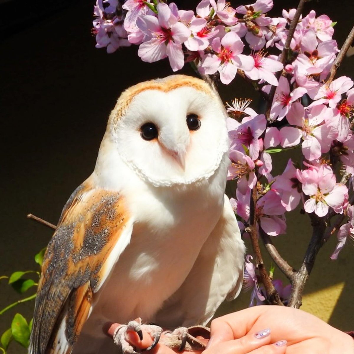 birdscolour56's tweet photo. This little owl really said, “Stop and smell the flowers.” 🌸🦉 https://t.co/nASmkDYCwY