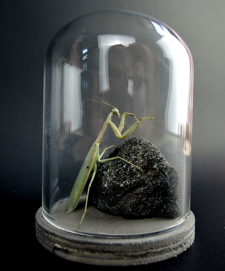 Hyenacity's tweet photo. @revengencist Ooh! That reminded me, I made this a bit ago with a real mantis! You want it? https://t.co/GkQmbTKYVA