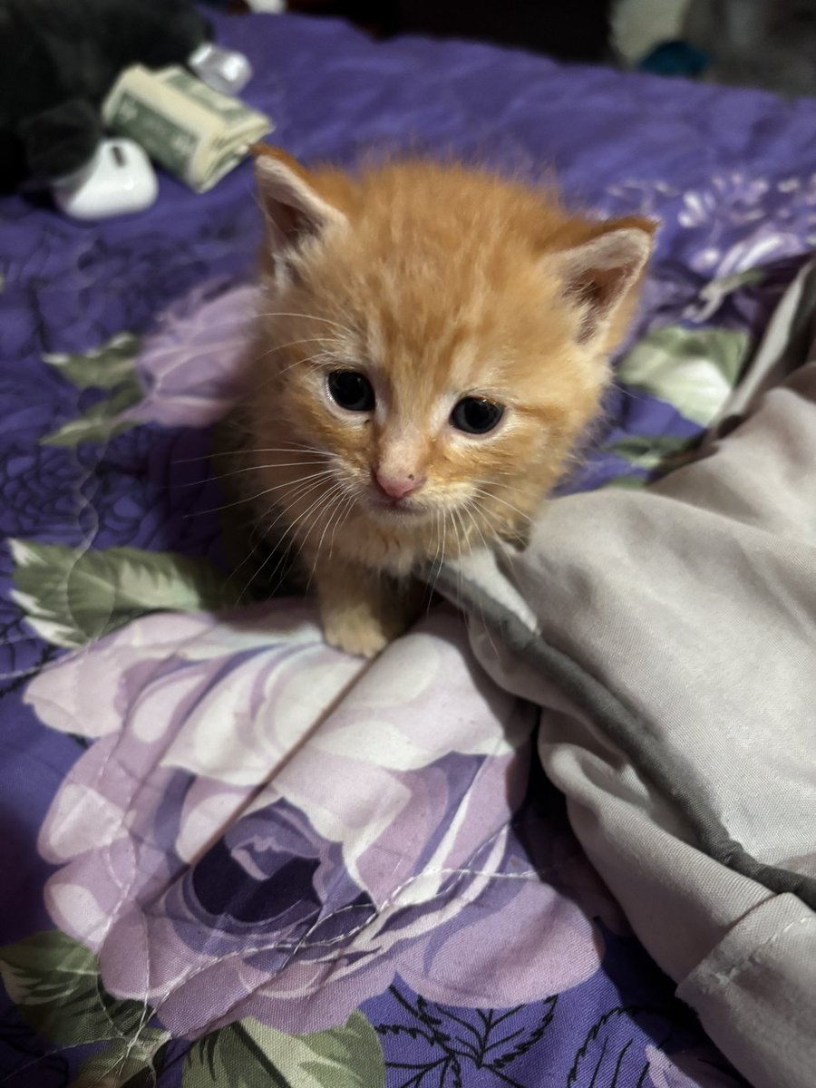 wispmeowie's tweet photo. a sapling named my cat, now his name is tung tung sahur. Welcome to the world Tung Tung Sahur. ❤️‍🩹 https://t.co/q7hdxRvKYA