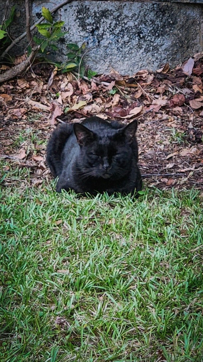 raphaconrad's tweet photo. Current Mood 😽

#cats #photography #photo #BlackCat https://t.co/gVv7zgQudz