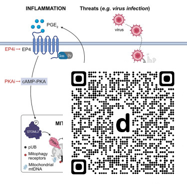 CellReports's tweet photo. The COX2-PGE2-PKA axis suppresses antiviral immunity by inhibiting mtDNA-dependent STING activation dlvr.​it/TVzXlj https://t.co/3FAnW6uUtX