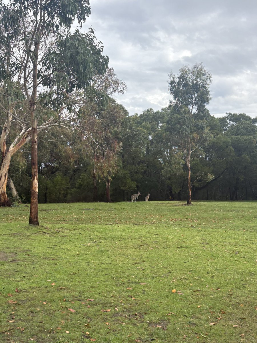 OP81maroon's tweet photo. @piastriamisu i have not… but have held a baby wallaby and petted a baby wombat. also have seen lots of roos https://t.co/4S6xj22MhX