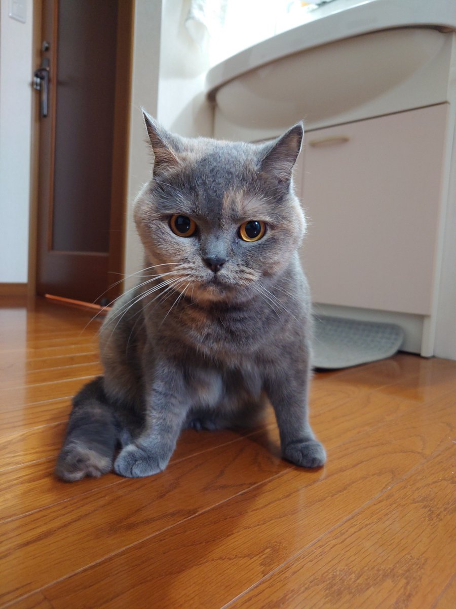 pote_rong's tweet photo. おはモカちゃん
#ブリティッシュショートヘア 
#猫のいる暮らし https://t.co/YxOPg1ERde