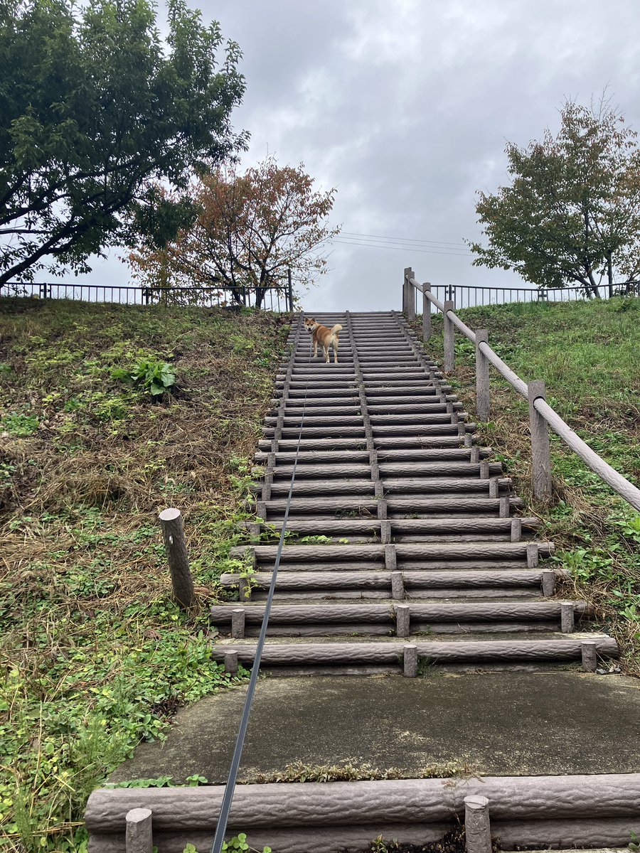 yoshio8179's tweet photo. 階段余裕🐶 https://t.co/nqJqnbjFef