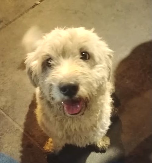 ALCOPERU's tweet photo. #ATENCIÓN  LIMA: perrito avistado por el Centro Cívico, Centro de Lima. Tal vez su familia lo está buscando, tal vez se asustó y quiso huir de tanto pirotécnico que los pirómanos explotan en la Procesión del Señor de los Milagros. Info:
https://t.co/LwCgAPZufc https://t.co/s0Mf2vtiJh