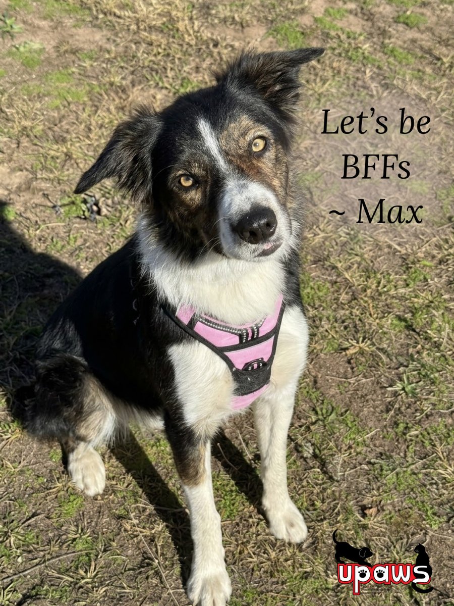UPAWS1's tweet photo. Meet Max! 🐾 This 1½-year-old Border Collie mix loves being petted, sticking close to his people, & fall adventures. Good with other dogs! His adoption fee is fully waived through October thanks to @foxmarquettesubaru & Subaru Share the Love. Meet him at UPAWS! #AdoptMax #UPAWS https://t.co/RTc5yjBEaf