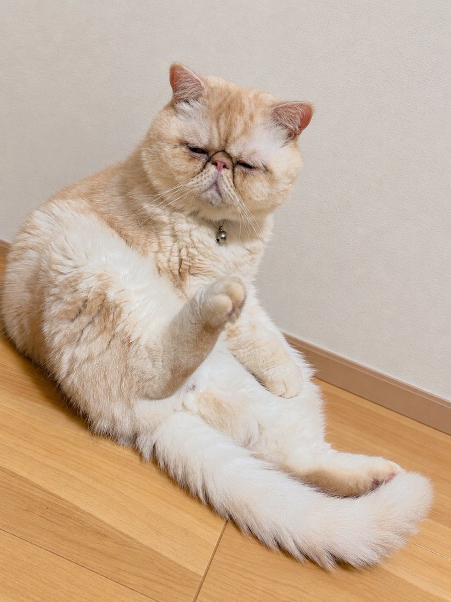 hgfufz's tweet photo. ( -᷄ω-᷅ )💭我家のお猫（エキゾ）、どうしていつもスコ座りなんだろう… https://t.co/QRTUEdfEBj