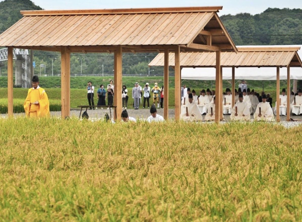 themadeinjapan's tweet photo. 【なぜ、天照大御神は稲穂🌾を託されたのか】

黄金でもなく、武器でもなく、財宝でもない。

日本神話の天孫降臨において、天照大御神が託されたものの一つが「稲穂」でした。

私は、ここに日本人の豊かさの原点があると思うのです。

黄金は、手に入れた者の財産となる。

しかし稲穂は、育てれば実り、その実りが新たな種となり、次の命を育む。

自分だけが豊かになるのではない。

家族が豊かになり、地域が豊かになり、国が豊かになり、そして次の世代へ受け継がれていく。

自然に感謝し、人々と助け合い、豊かになっても謙虚であること。

「実るほど頭を垂れる稲穂かな」

日本人が大切にしてきた生き方が、ここに重なります。

豊かさとは、独占するものではなく、育み、分かち合い、未来へつないでいくもの。

私は、斎庭の稲穂の神勅に、そんな日本人精神の原点を見るのです。

日本は、瑞穂の国。

私たちは、この精神を次の世代へ伝えていきたい。