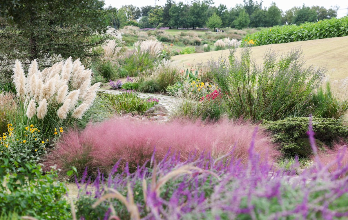 GoSongjiang's tweet photo. Chenshan Botanical Garden brims with #Autumn  romance. Fluffy pampas grass sways, #pink muhly grass forms soft rosy haze, and #sunflowers reach for sunlight. Visitors wander among #blooms, snapping atmospheric photos by the shimmering lake. #AutumnStyle #Songjiang #citylife https://t.co/NLe15OyH38
