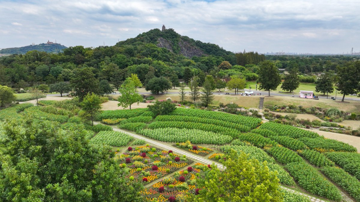 GoSongjiang's tweet photo. Chenshan Botanical Garden brims with #Autumn  romance. Fluffy pampas grass sways, #pink muhly grass forms soft rosy haze, and #sunflowers reach for sunlight. Visitors wander among #blooms, snapping atmospheric photos by the shimmering lake. #AutumnStyle #Songjiang #citylife https://t.co/NLe15OyH38