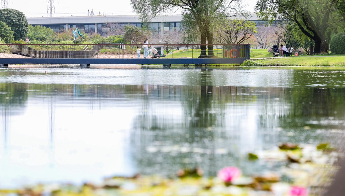 GoSongjiang's tweet photo. Chenshan Botanical Garden brims with #Autumn  romance. Fluffy pampas grass sways, #pink muhly grass forms soft rosy haze, and #sunflowers reach for sunlight. Visitors wander among #blooms, snapping atmospheric photos by the shimmering lake. #AutumnStyle #Songjiang #citylife https://t.co/NLe15OyH38