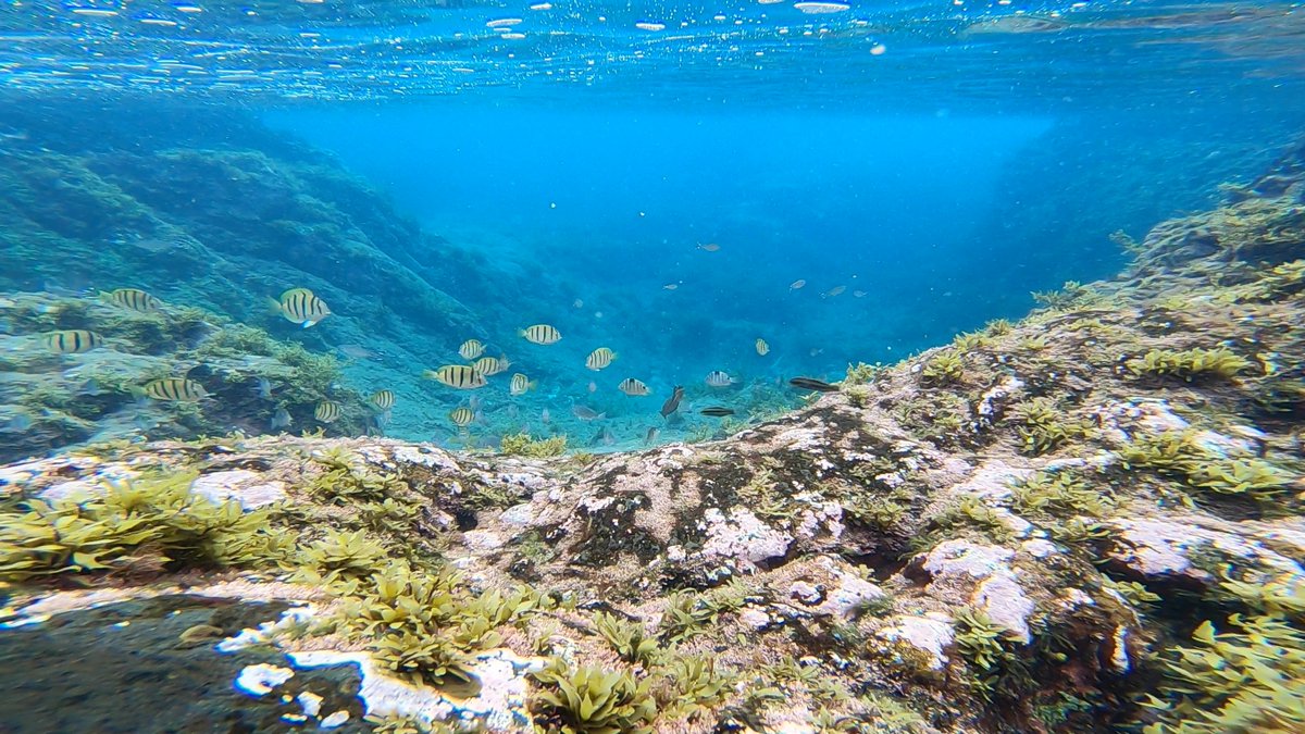 sarutakai's tweet photo. 良いんじゃないか。 #underwater https://t.co/2VtAgakFFU