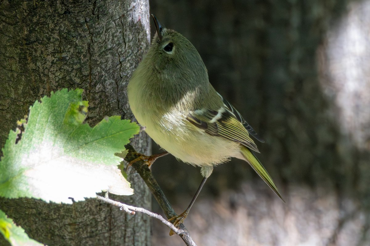 Jon__Zachary's tweet photo. Kinglet, Junco, brown creeper and probably barn owls ;)
#birdcp #birdcpp https://t.co/C8blxBJpPy