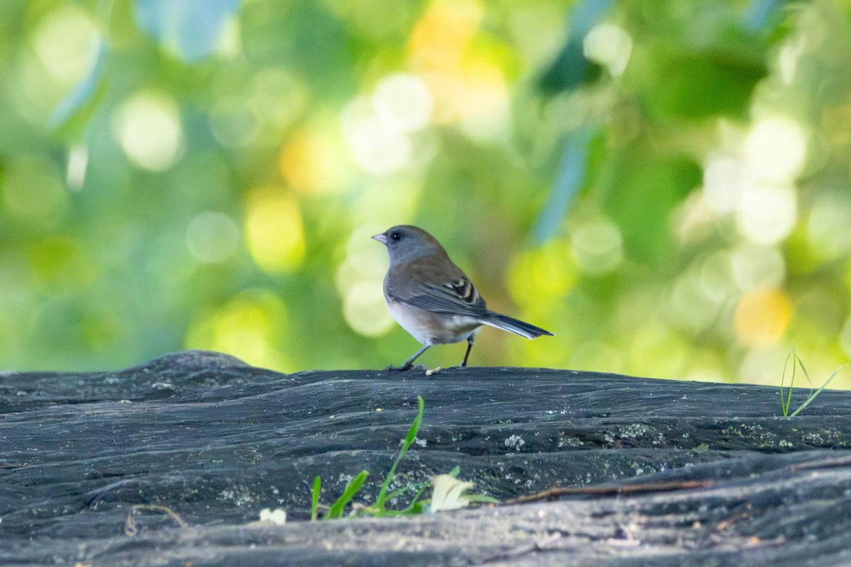 Jon__Zachary's tweet photo. Kinglet, Junco, brown creeper and probably barn owls ;)
#birdcp #birdcpp https://t.co/C8blxBJpPy