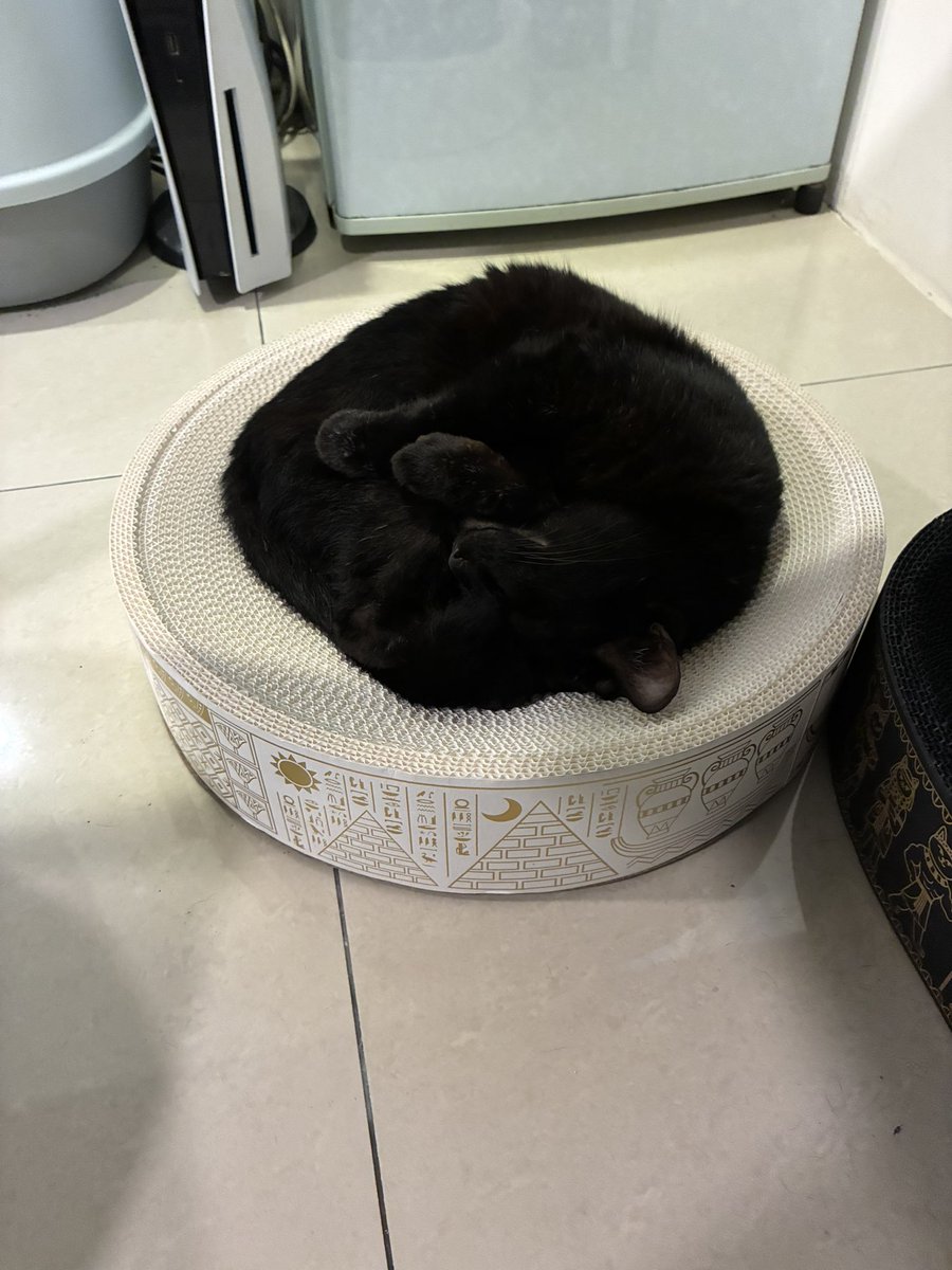 marucat111's tweet photo. Sleeping Maru https://t.co/RECpOBQZ0d