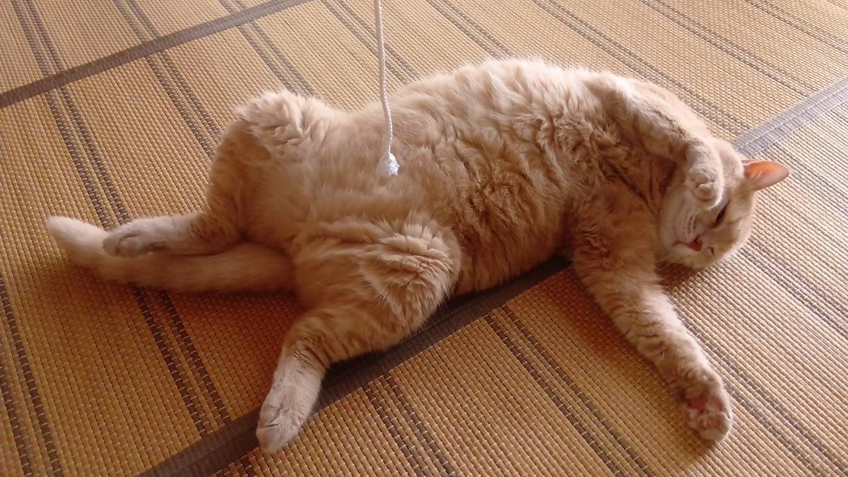 MUTTA_tr's tweet photo. 警戒心トルコに置いてきた？ https://t.co/siout2xE1i