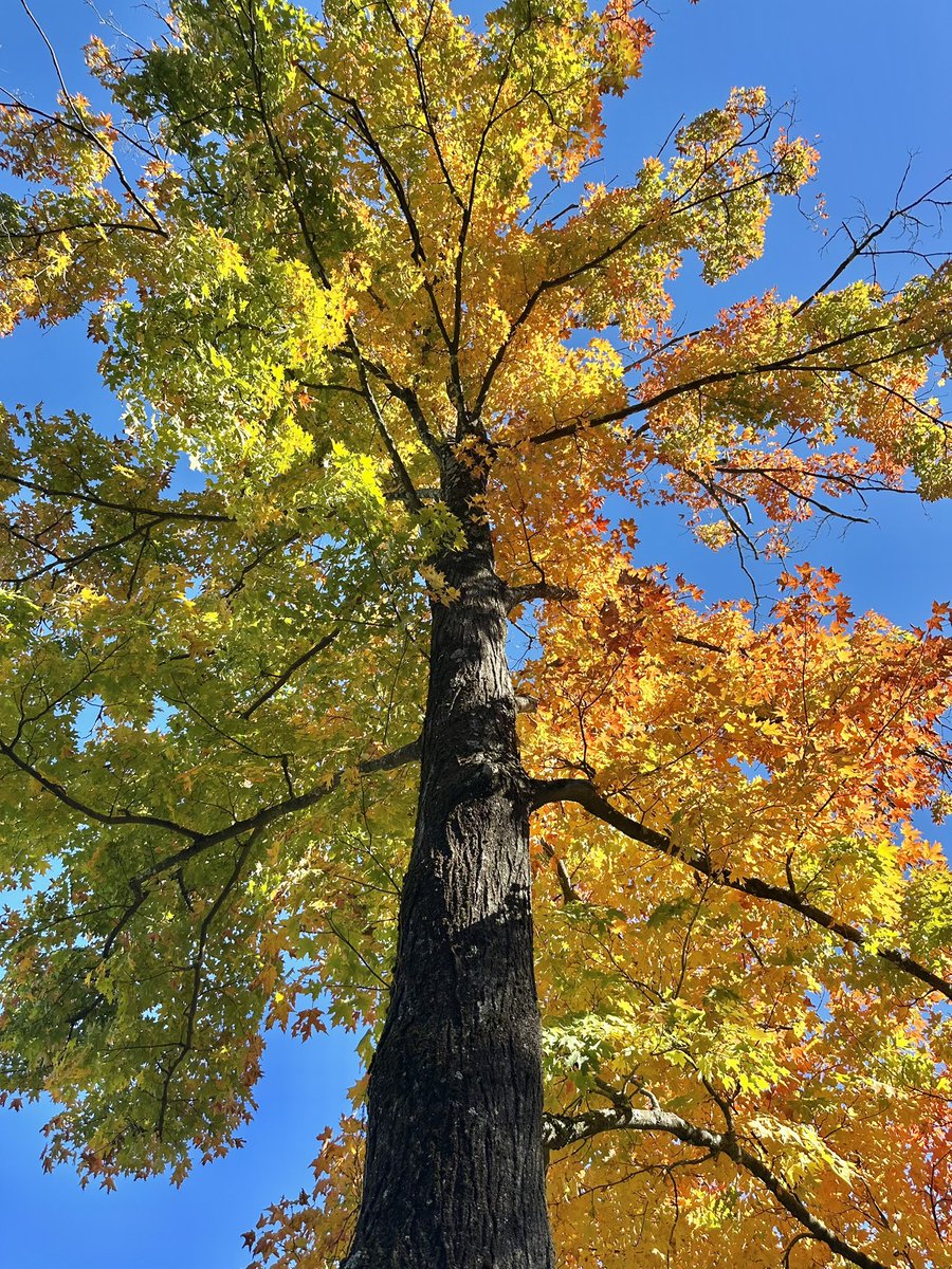 anenium_'s tweet photo. fell in love with a tree today https://t.co/6NWxiKPP9l