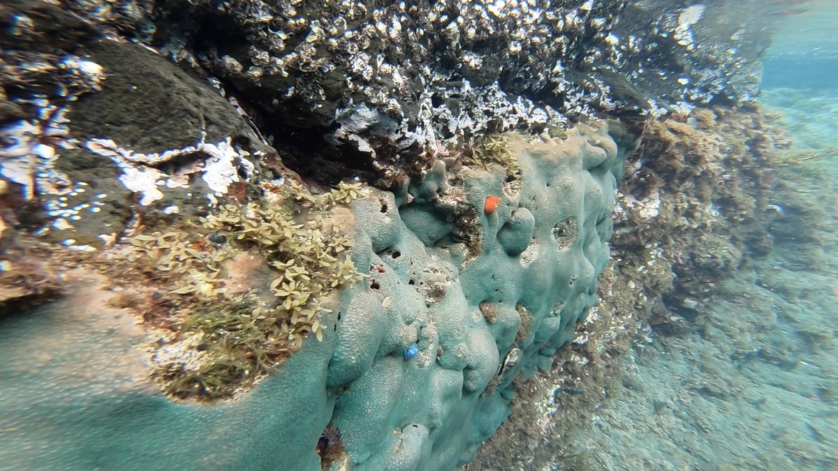 sarutakai's tweet photo. 枯れたと思ったサンゴが復活してる(2年くらい色が戻らなかった)。 #underwater https://t.co/amaL4LYuE0
