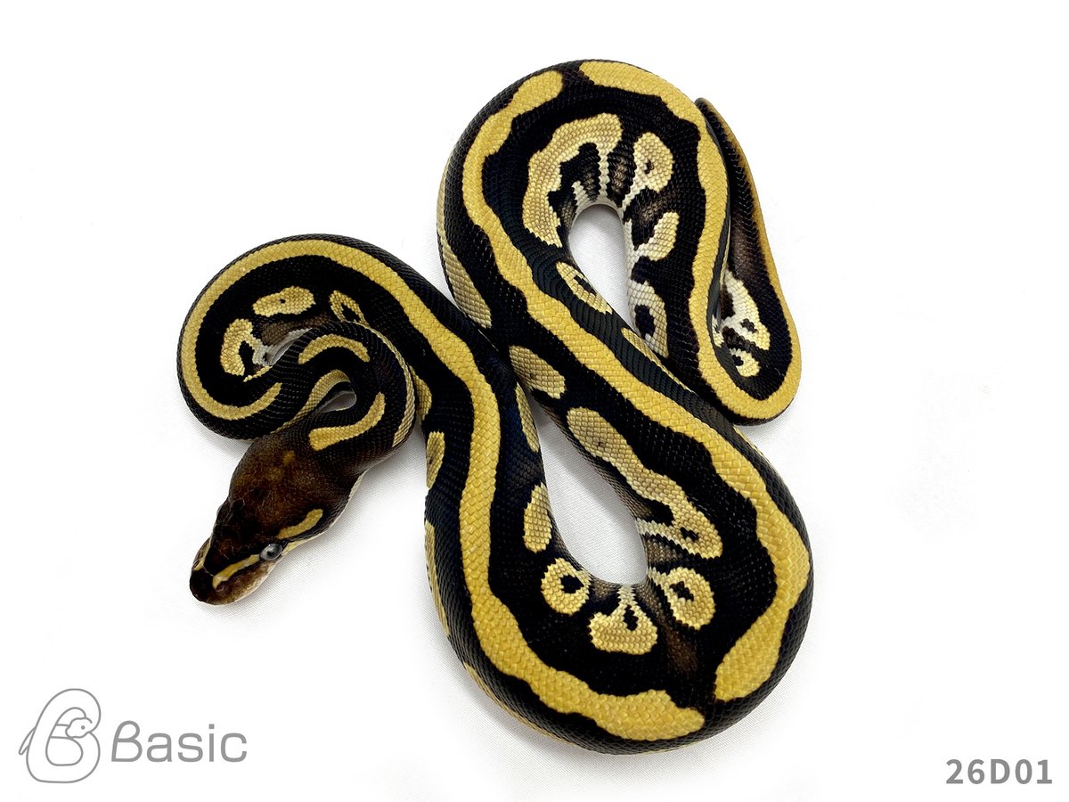 Basic_bp's tweet photo. 【販売中】
0.1 Mojave Leopard 100%Het Monarch
モハベレオパード 100%Het モナーク♀
¥60,000

個体ID:26D01
2026/07/21ハッチ

#ボールパイソン販売 #ボールパイソン繁殖 #BasicCB https://t.co/H06Zimcb8l