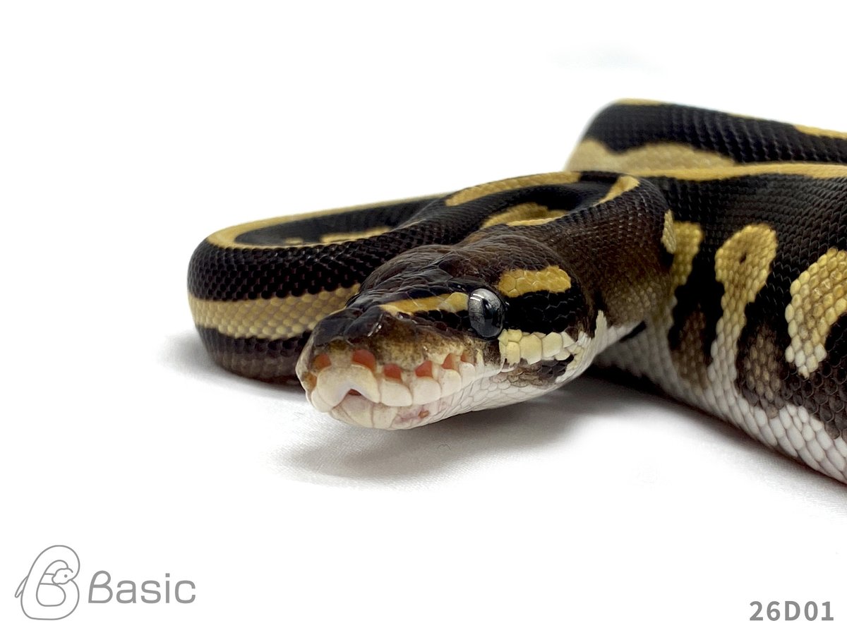 Basic_bp's tweet photo. 【販売中】
0.1 Mojave Leopard 100%Het Monarch
モハベレオパード 100%Het モナーク♀
¥60,000

個体ID:26D01
2026/07/21ハッチ

#ボールパイソン販売 #ボールパイソン繁殖 #BasicCB https://t.co/H06Zimcb8l