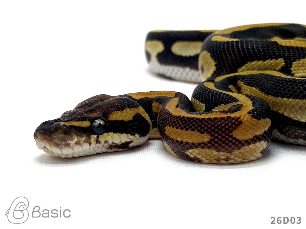 Basic_bp's tweet photo. 【販売中】
1.0 Mojave Leopard 100%Het Monarch
モハベレオパード 100%Het モナーク♂
¥50,000

個体ID:26D03
2026/07/21ハッチ

モナークカラーが部分的に出ています🤎🧡

#ボールパイソン販売 #ボールパイソン繁殖 #BasicCB https://t.co/rtSFIXp8Tj