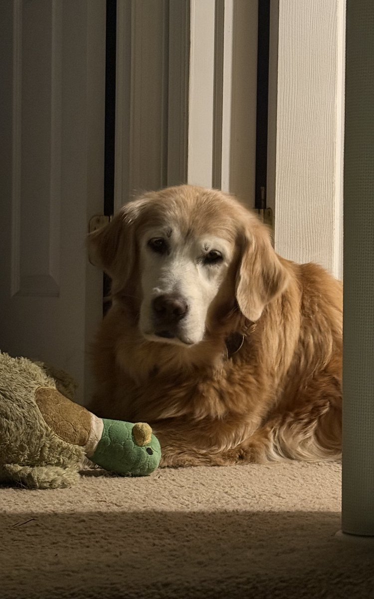 MikeFrezon's tweet photo. “It’s just me and my duck. We’re waiting to go to bed.”
-Sophie

#BrooksHaven #GoldenRetriever #grc #dogcelebration #bedtime #friend https://t.co/7I0gRIeQvz