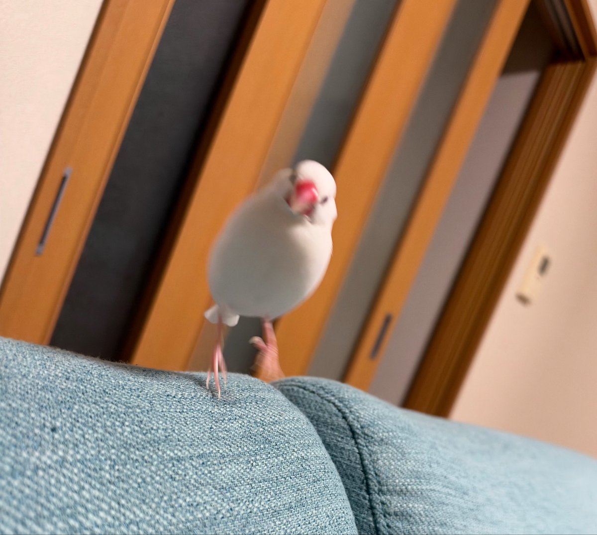 hxxxryoh's tweet photo. @cochock ほんとに笑いながら見てます笑笑 https://t.co/S2mdx43MAJ