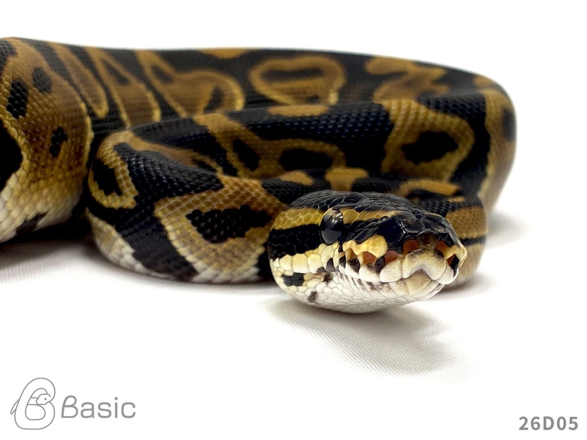 Basic_bp's tweet photo. 【販売中】
1.0 Leopard 100%Het Monarch
レオパード 100%Het モナーク♂
¥40,000

個体ID:26D05
2026/07/21ハッチ

#ボールパイソン販売 #ボールパイソン繁殖 #BasicCB https://t.co/4SDKgoJksG