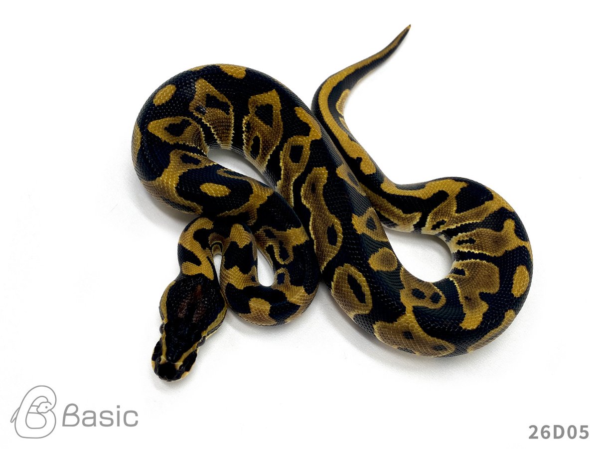 Basic_bp's tweet photo. 【販売中】
1.0 Leopard 100%Het Monarch
レオパード 100%Het モナーク♂
¥40,000

個体ID:26D05
2026/07/21ハッチ

#ボールパイソン販売 #ボールパイソン繁殖 #BasicCB https://t.co/4SDKgoJksG
