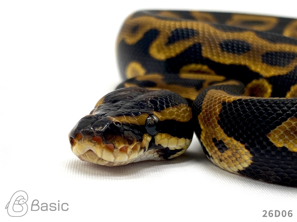 Basic_bp's tweet photo. 【販売中】
1.0 Leopard 100%Het Monarch
レオパード 100%Het モナーク♂
¥40,000

個体ID:26D06
2026/07/21ハッチ

#ボールパイソン販売 #ボールパイソン繁殖 #BasicCB https://t.co/zyOBxIIAFI