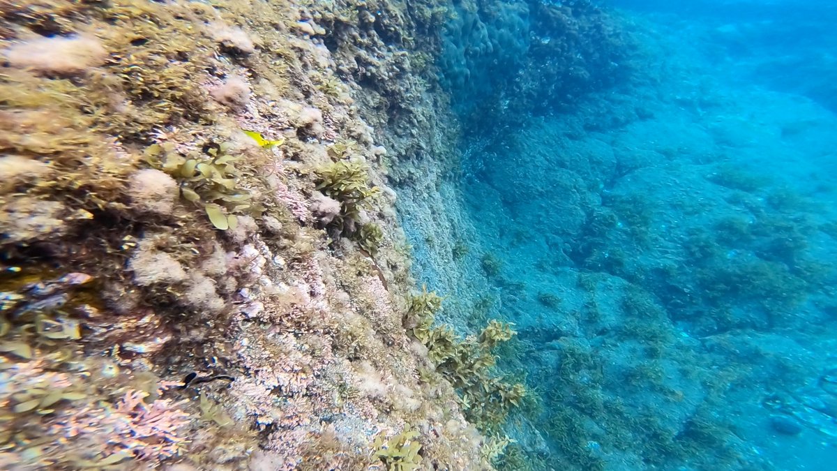 sarutakai's tweet photo. サンゴ藻類も旺盛なので生存競争だな。 #underwater https://t.co/1zZe94wgJd