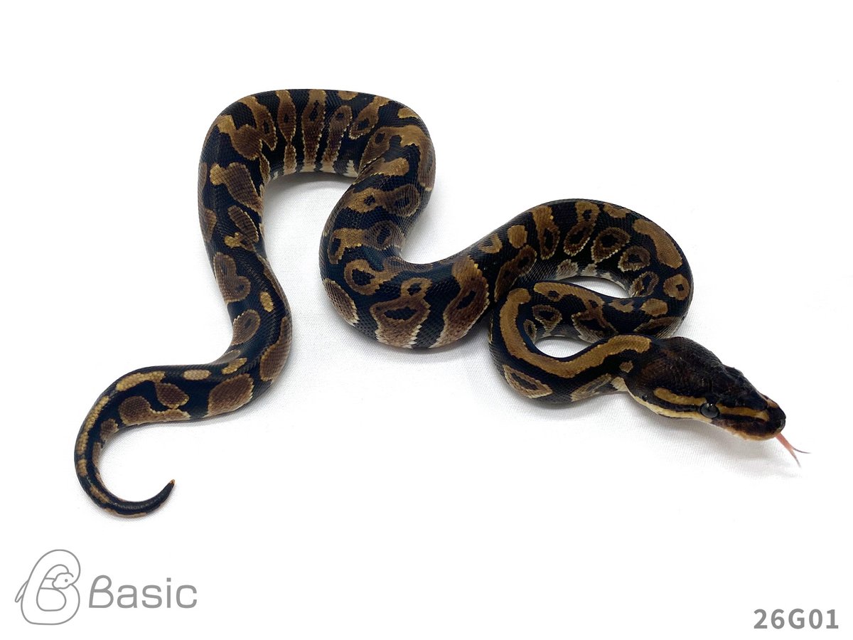 Basic_bp's tweet photo. 【販売中】
0.1 Normal 100% Het BlackAxanthic
ノーマル 100%Het ブラックアザン♀
¥60,000

個体ID:26G01
2026/07/26ハッチ

#ボールパイソン販売 #ボールパイソン繁殖 #BasicCB https://t.co/WJVrZwZuGs