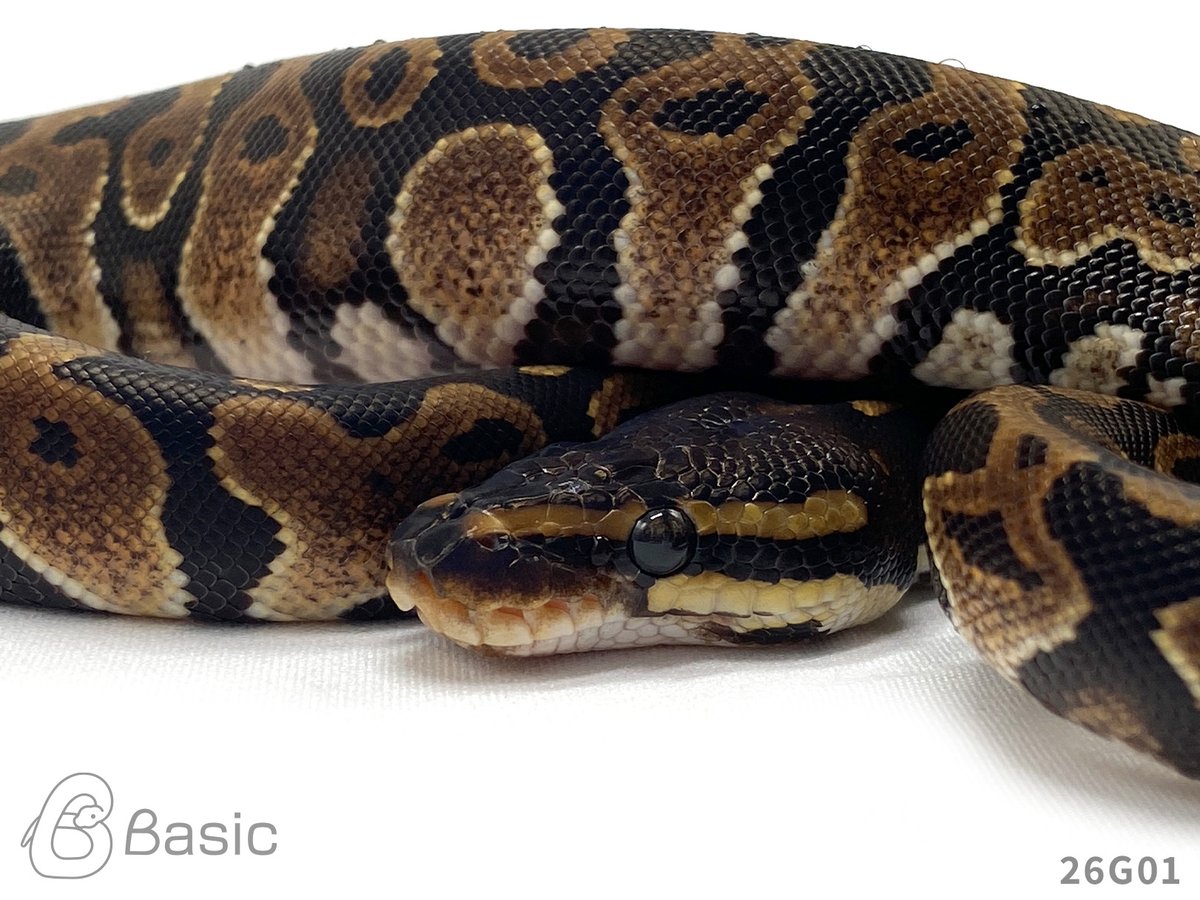 Basic_bp's tweet photo. 【販売中】
0.1 Normal 100% Het BlackAxanthic
ノーマル 100%Het ブラックアザン♀
¥60,000

個体ID:26G01
2026/07/26ハッチ

#ボールパイソン販売 #ボールパイソン繁殖 #BasicCB https://t.co/WJVrZwZuGs