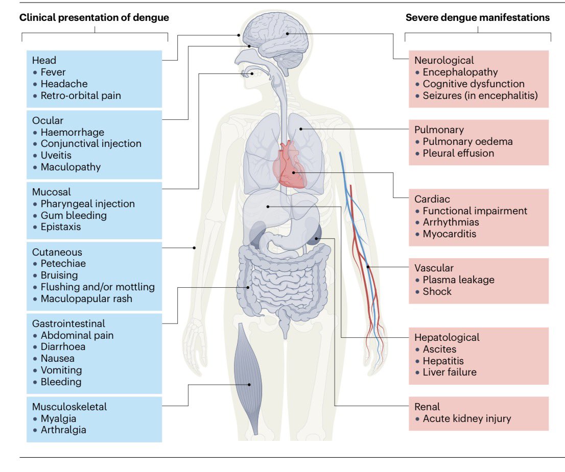 AliSMV7's tweet photo. 🔺Dengue virus infection (Nature 2026)

https://t.co/g29GMe4YD6 https://t.co/tycX9yAz6P