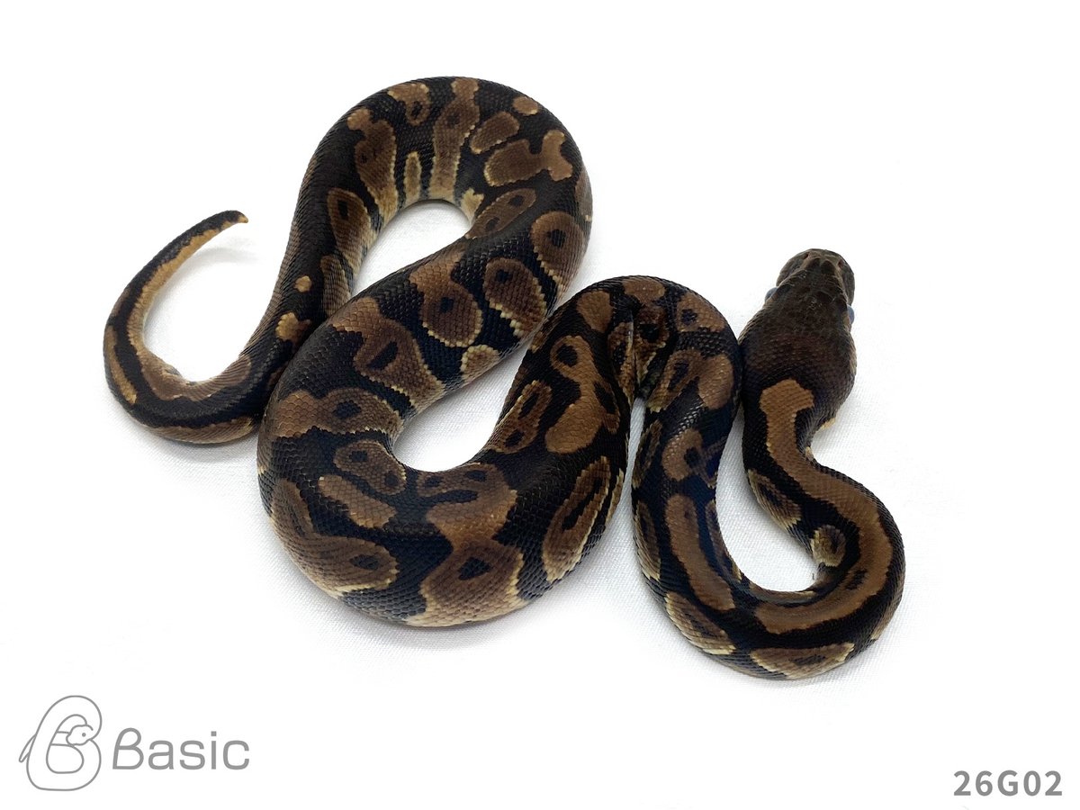 Basic_bp's tweet photo. 【販売中】
0.1 Normal 100% Het BlackAxanthic
ノーマル 100%Het ブラックアザン♀
¥60,000

個体ID:26G02
2026/07/26ハッチ

写真は脱皮前になります。

#ボールパイソン販売 #ボールパイソン繁殖 #BasicCB https://t.co/Ol2EnPr6Sc