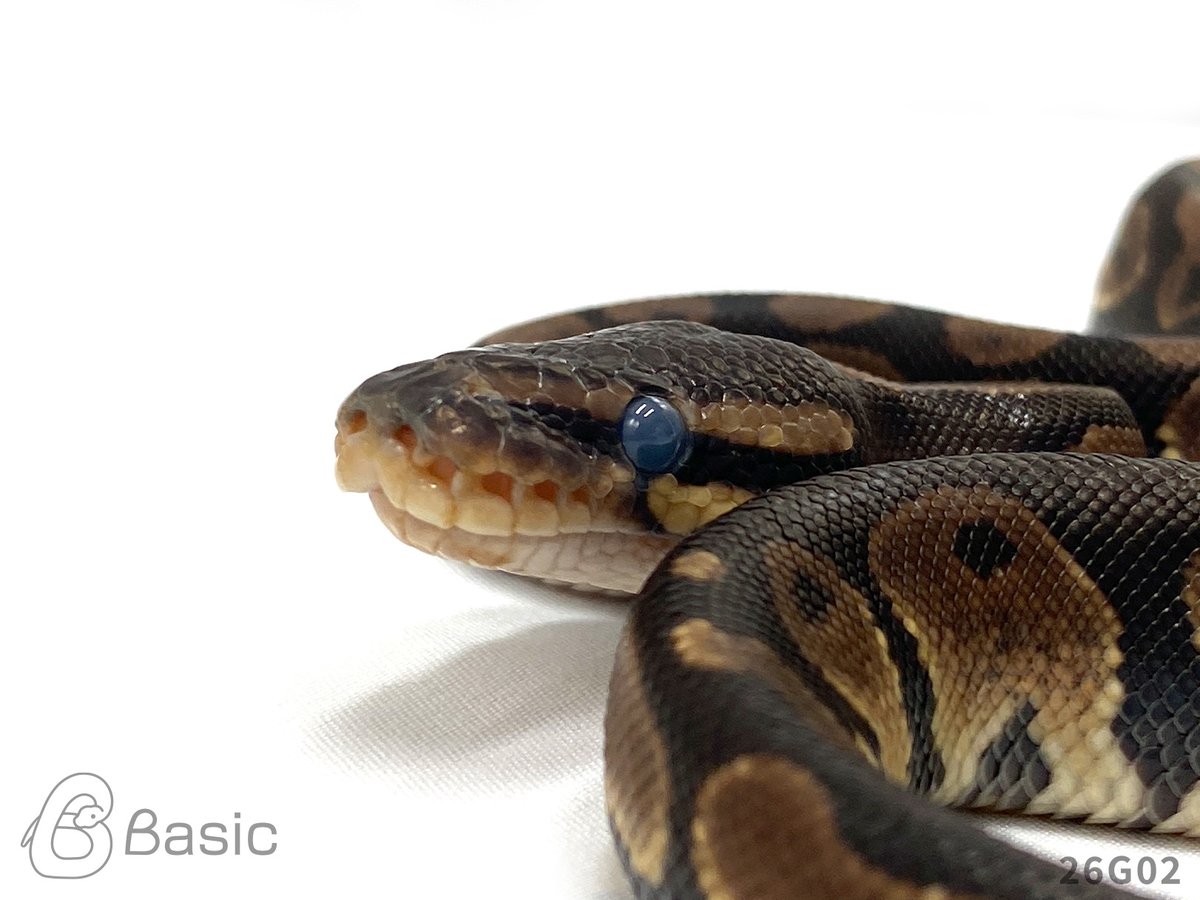 Basic_bp's tweet photo. 【販売中】
0.1 Normal 100% Het BlackAxanthic
ノーマル 100%Het ブラックアザン♀
¥60,000

個体ID:26G02
2026/07/26ハッチ

写真は脱皮前になります。

#ボールパイソン販売 #ボールパイソン繁殖 #BasicCB https://t.co/Ol2EnPr6Sc