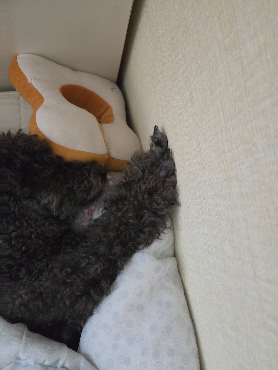 PoodleCharles's tweet photo. 자다가 발바닥에서 열이 나는지 한뼘만한 팔 쭉 뻗어서 벽에 대고 식히는 중 저 상태로 코도 야무지게 골며 자는 찰스 https://t.co/jHeOTu7ihu